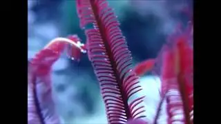 Crinoideos: la elegancia en el mar