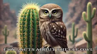 Fun Facts About the Elf Owl