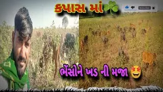 ☘️કોળ વાળો કપાસ😍|ભેંસો ને ખડની મોજ|Bayso ne khada ni Moj|kapas shravya|#maldharilife#buffalocow#farm