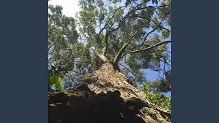 Into The Trees
