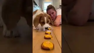 Beagle Puppy vs  Cheesy Pretzels Speed Eating! #automobile #funny #dogcoach #dogbreed #pets #puppy