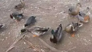 Australian Coot battles Ducks for bread. Will he get any?