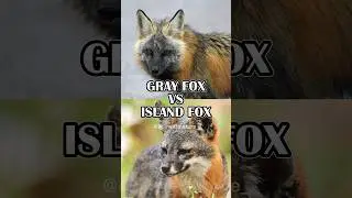 Gray Fox vs. Island Fox #shorts #animals #fox