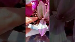 【蓝胖小花匠🎏】油画婚礼吊兰详细养护方法如何防止叶面出现铁锈斑、焦边#爱生活爱养花#我的阳台小花园#油画婚礼吊兰