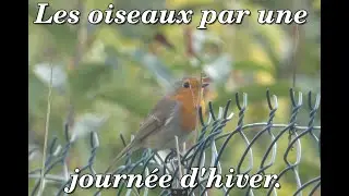 Les oiseaux par une  journée d’Hiver.