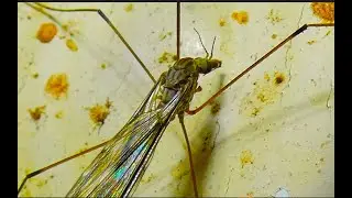 Limonia nubeculosa  short palped cranefly  by  Theo