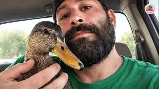 This Duck Was Free to Leave, Yet He Always Returned