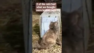 Spay and neuter! This colony was being shot! #shorts #cat #tnr