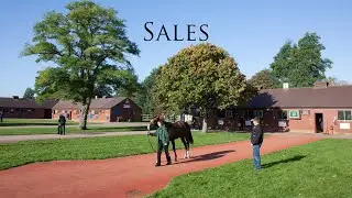 Sales - Buying Racehorses at Tattersalls: Expertise, Movement, and Gut Feeling
