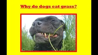 Why does my dog eat grass? Why dogs eat grass? Grass makes my dog puke; dog, grass, vomit