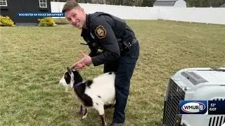 Loose goat brought to NHSPCA after being found on Highland Street in East Rochester