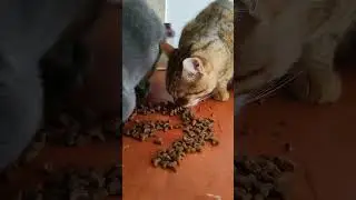 #as#asmrcat #asmreating #cateating #cateat #cateatingvideos #shorts #catsoftiktok #fyp #cutecat #cat