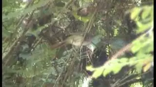 Fulvetta, Mountain2 - Alcippe peracensis