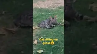 cat sitting on grass😊 #shorts #cat #nature #sitting #relaxing #viralshort #trendingshorts