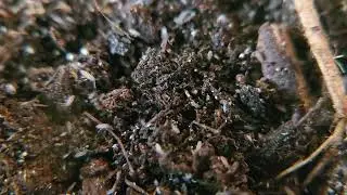 Entomobrya 