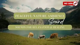 Relaxing Sleep Music 🌙 for Meditation, Stress Relief & Relaxation | Soothing Sleep Music