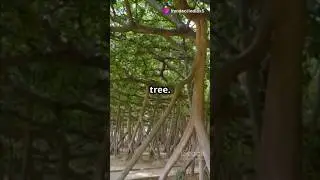 This Tree Is Believed to Be Immortal &ndash; Here&rsquo;s Why