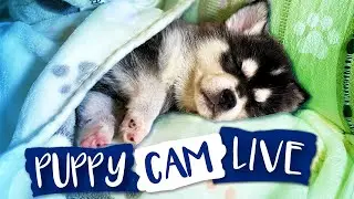 Klee Kai: Puppy Live Cam Plus Grooming Tips