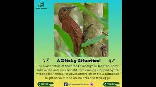 Did You Know? Birds Have Best Buds in the Animal Kingdom!