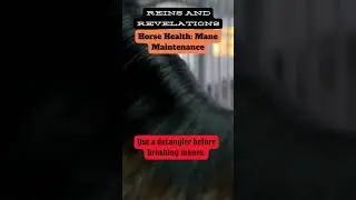 Daily Horse Tips: Mane Maintenance ✨🐴