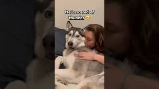 Your dog gets scare too? 🥹 #shorts #dog #thunder #husky #scared #usa #pennsylvania