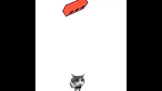 cat rally