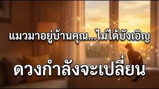 แมวมาอยู่บ้านคุณ…ไม่ได้บังเอิญ ดวงกำลังจะเปลี่ยน   #แมว #ดวงชะตา