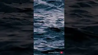 Rippling Ocean Waves | Calming Sea Ambience for Sleep #SeaSounds #sleepsounds #CalmingWaves #asmr