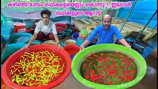 ഈ കുട്ടിയുടെ ഗപ്പികളെയെല്ലാം കൊന്നു,  ഇപ്പോൾ വമ്പൻ ഗപ്പികളുടെ തിരിച്ചുവരവ് | MAH Guppy farm,Pattambi