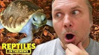 EXTREMELY RARE BABY SCALELESS TORTOISE?!!! REPTILES IN THE NEWS