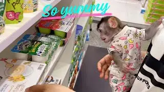 baby monkey annie is very happy when her mother buys new milk