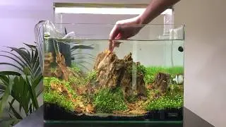 Scaper's Tank Aquascape Maintenance - Rock Cleaning and Plant Trimming