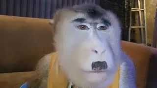 BERUK JUMBO GALAU BEGINI NIH MALAM MINGGU