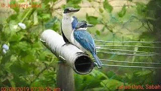 Kingfisher | Malaysia