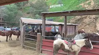 Western riding Hollywood sign, Horse POV ASMR, Sunset Ranch #horseriding #ranch #equestrian #trail