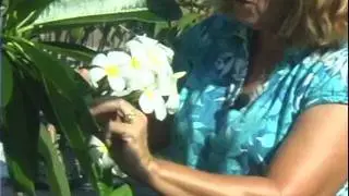 Sun Harbor Paradise Gardens Plumeria Tour