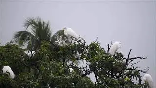 Egret bird with her baby