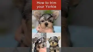 How to trim your Yoikie.✂️🐶 Relax video. #dogtrimming #doggroomingtips #yorkie #lovedogs