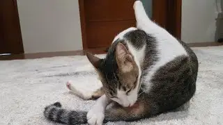 ASMR Cat Grooming Itself  / Beta Grooming Herself