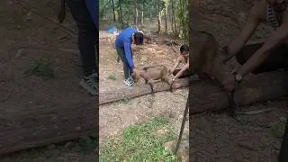 Goat Cutting At Picnic #goat #cuttingskills #shorts