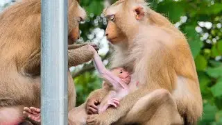 Mother Monkey Molla takes care and grooms Baby newborn Mora feels fresh so sweetly