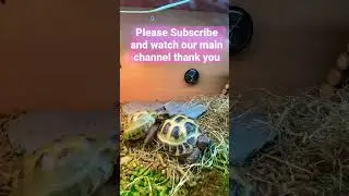Horny tortoise 🐢 is mating for the first time ❤️#youtubeshorts #tortoise #viral #shorts #mating