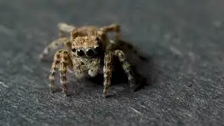 Ladybird Jumping Spider Venomous wandering spider