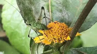 Katydid nymph #insectlovers #insects #katydid #nature