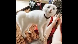 Angry Cats 😱 | Funny Pets Reaction Videos Compilation | Funny pets' Life