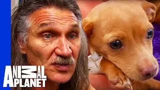 Scooter The Puppy In Critical Condition After Being Hit By Car | Dr Jeff: Rocky Mountain Vet