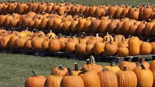 How the drought impacted the pumpkin supply at Ozarks pumpkin patches