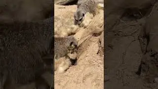 Meerkats get super excited with fresh wool