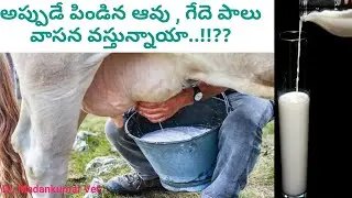 How to control Smell in Milk? | Increase in Milk production in Buffaloes Telugu | Dr. Madankumar Vet