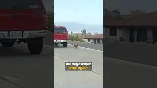 So many people tried to help this dog 👏👏